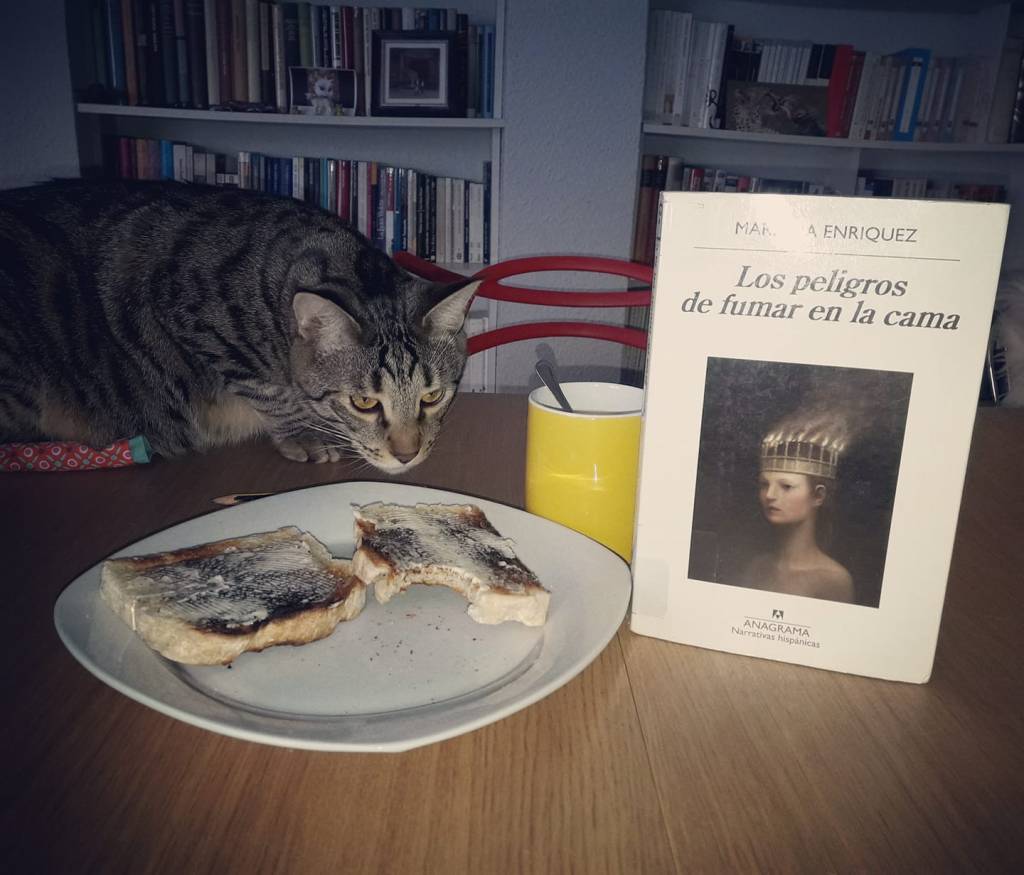Los peligros de compartir desayuno y lectura con un gatuno.&nbsp;ð¸